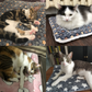 Couverture douillette et apaisante pour chats et chiens